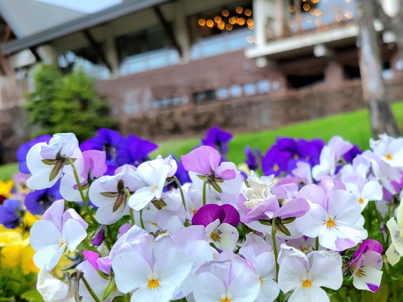 よーこさんの森のゆ ホテル 花神楽のサ活写真