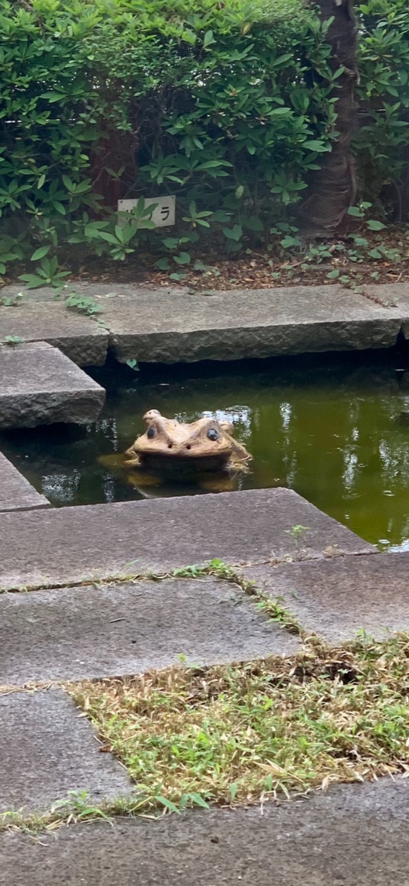 にゃにゃげさんの天然温泉 真名井の湯 大井店のサ活写真