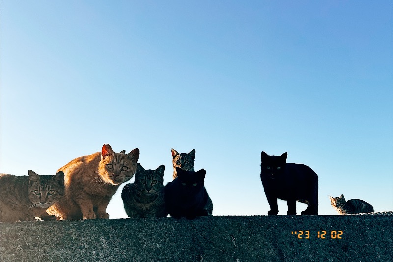 ootaさんの元気人村のサ活写真