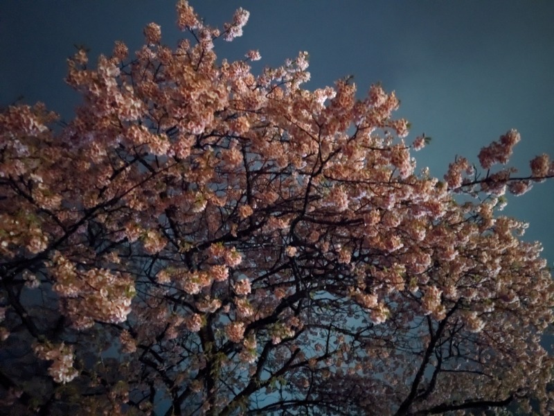 だんなっつるさんの下賀茂温泉 銀の湯会館のサ活写真