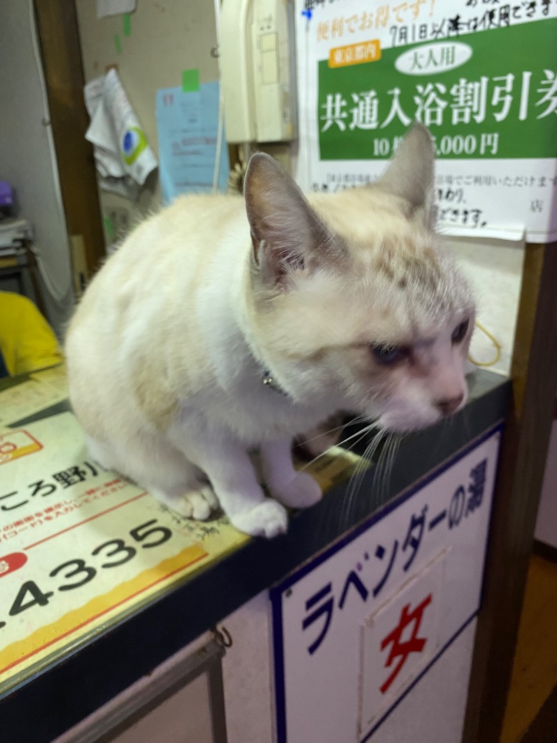 ルクたんさんのお湯どころ野川のサ活写真