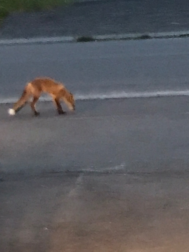 tacchy ブレないウソつかないさんの稚内温泉 童夢のサ活写真