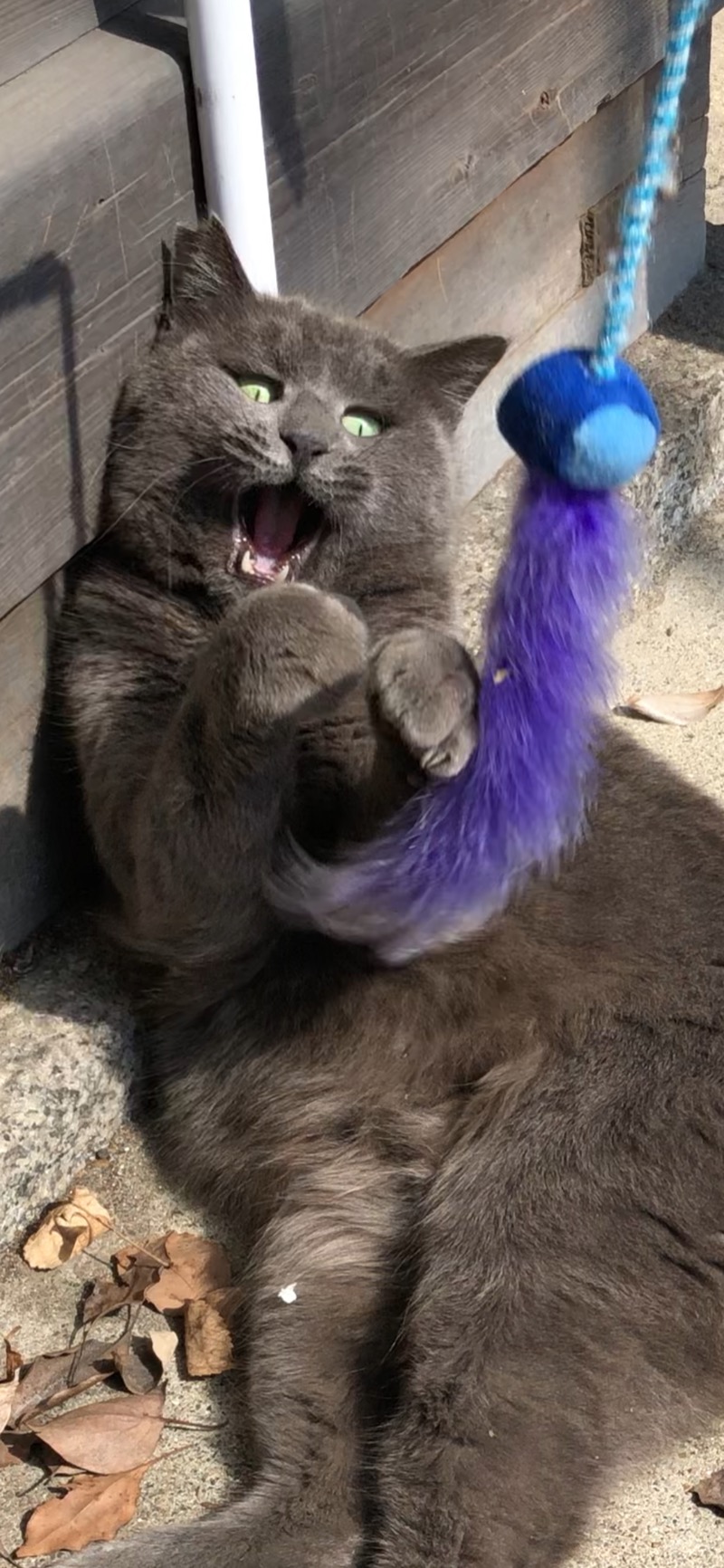 ジョースターさんの神戸サウナ&スパのサ活写真