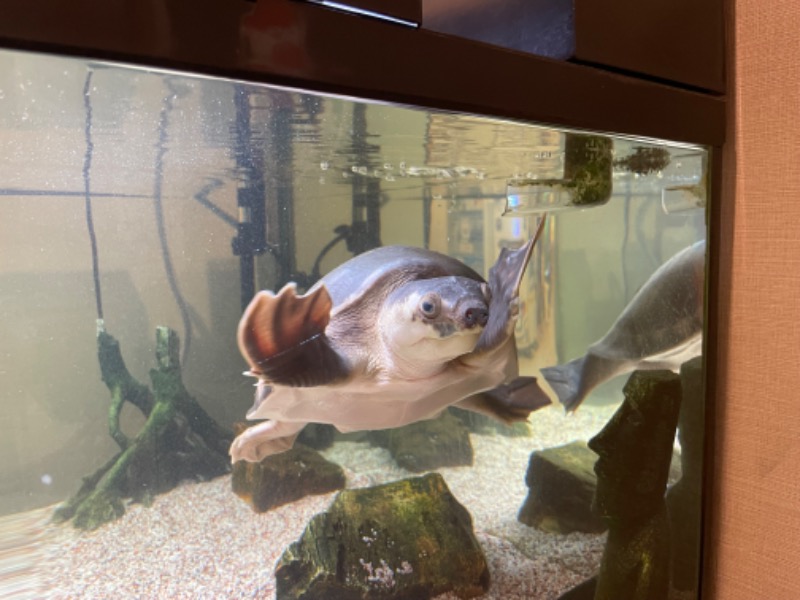 ウィスキング キャプテン くろだっこ🌿さんの松本湯のサ活写真