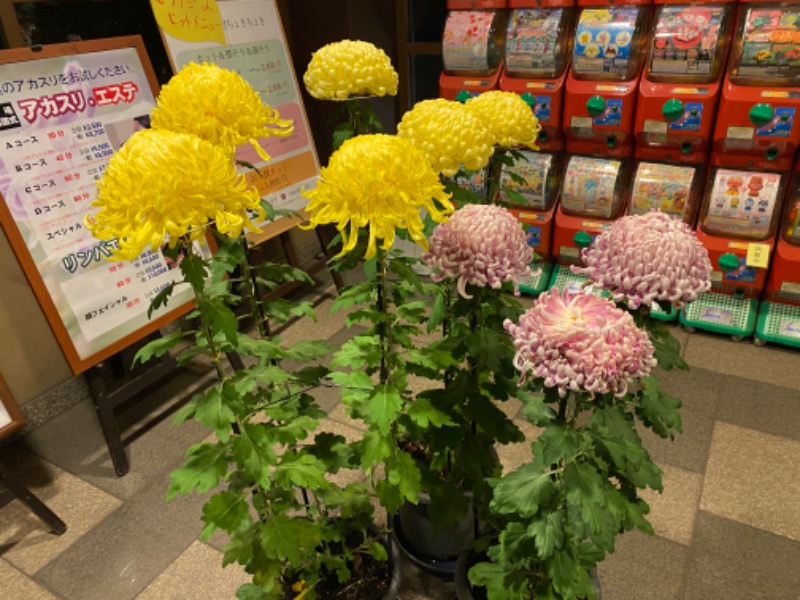 ｽﾞﾈさんの天然温泉 真名井の湯 大井店のサ活写真