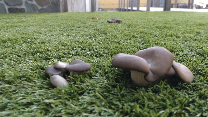 じゅんちさんの天然温泉 平和島のサ活写真