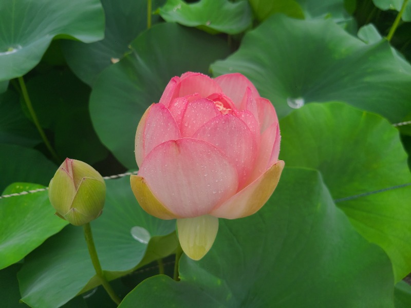 ビギナーたつおさんの花はす温泉 そまやまのサ活写真