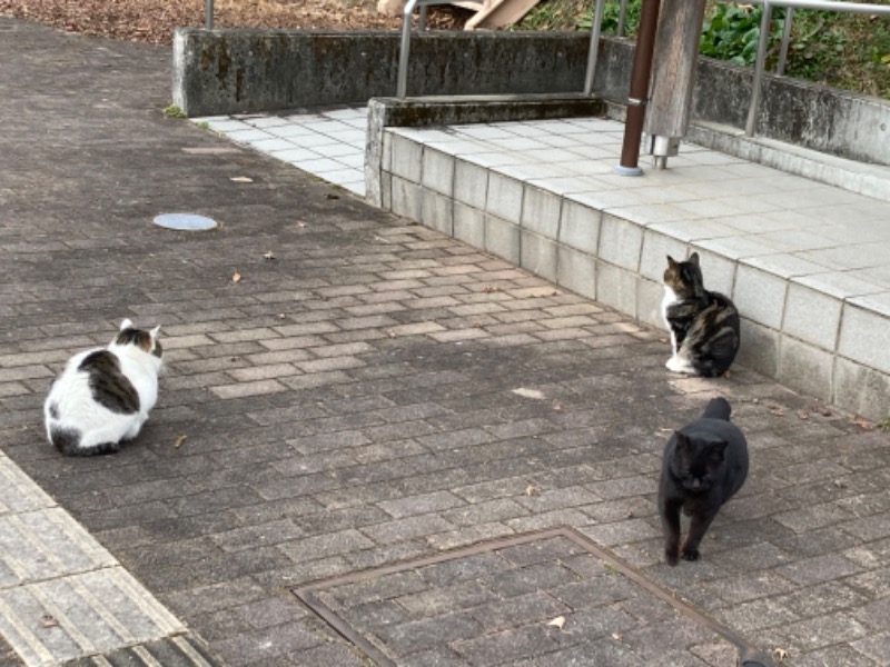 でこぽんさんのラムネ温泉館のサ活写真