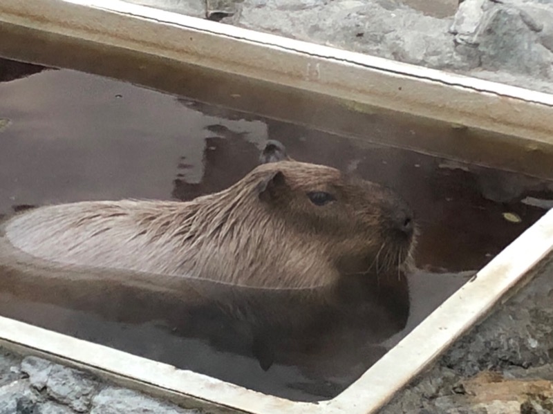 サライさんの石狩天然温泉 番屋の湯のサ活写真