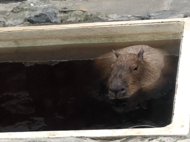 サライさんの石狩天然温泉 番屋の湯のサ活写真