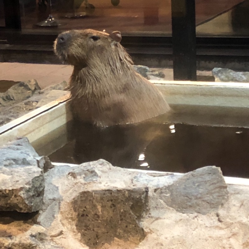 サライさんの石狩天然温泉 番屋の湯のサ活写真