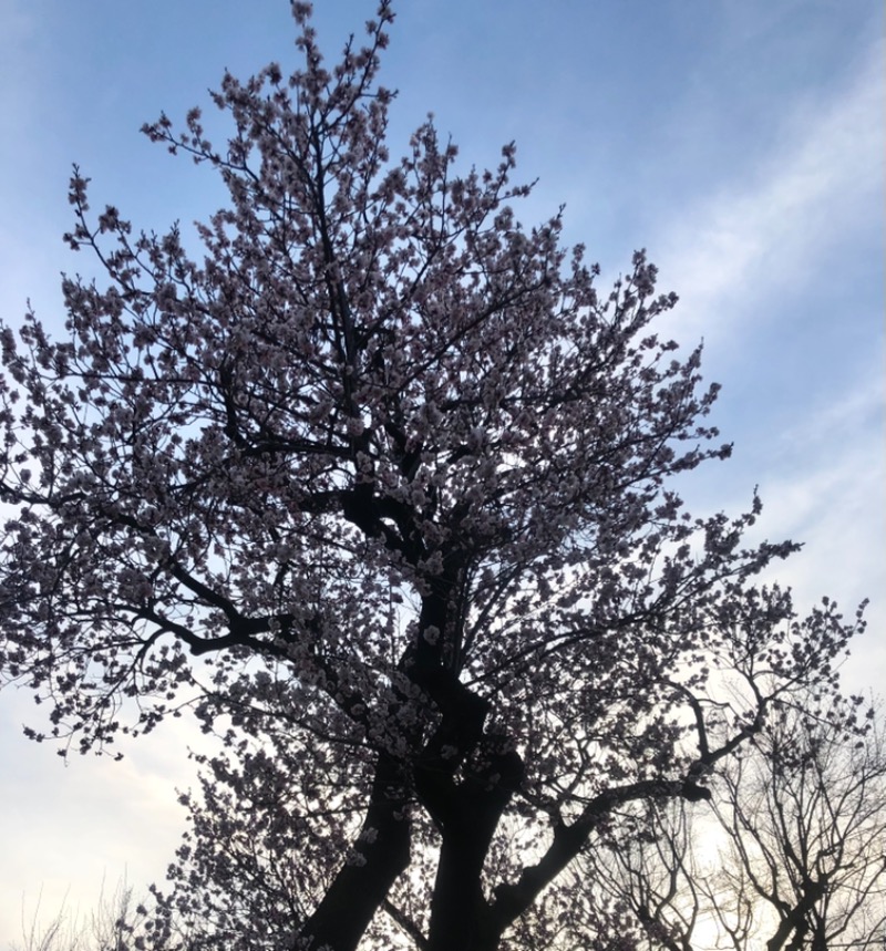 サライさんの湯処花ゆづきのサ活写真