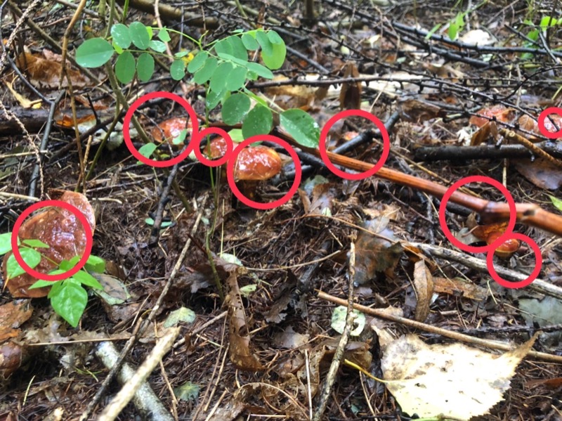 サライさんの湯処花ゆづきのサ活写真