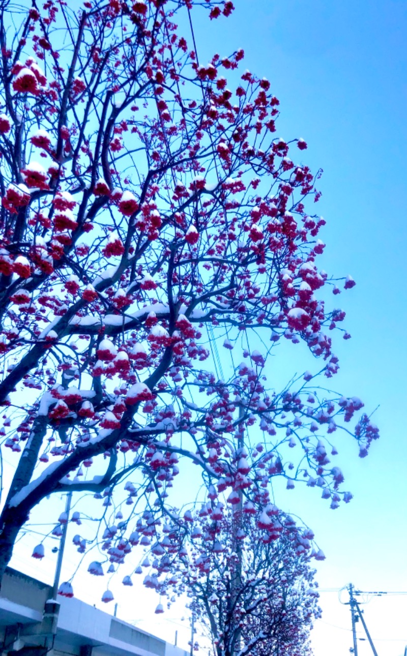 サライさんの湯処花ゆづきのサ活写真