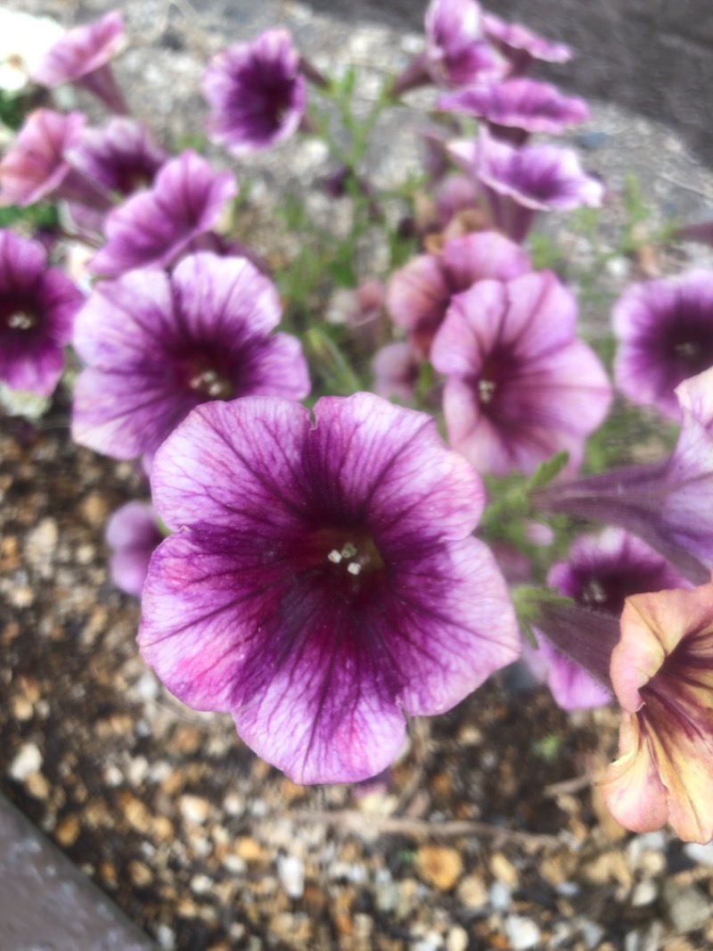 サライさんの湯処花ゆづきのサ活写真