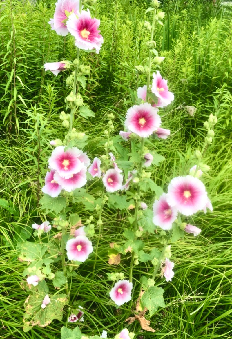 サライさんの湯処花ゆづきのサ活写真