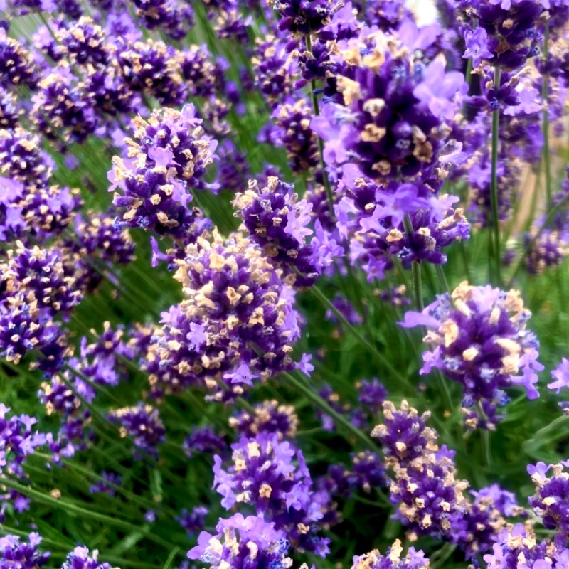 サライさんの湯処花ゆづきのサ活写真