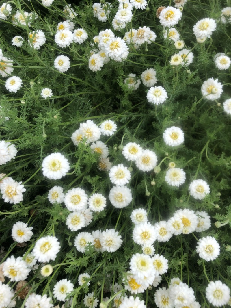 サライさんの湯処花ゆづきのサ活写真