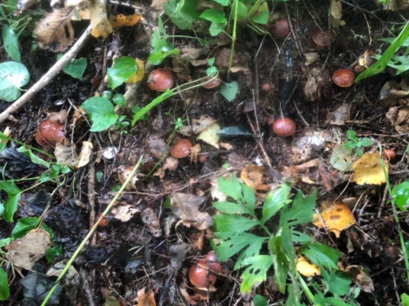 サライさんの湯処花ゆづきのサ活写真