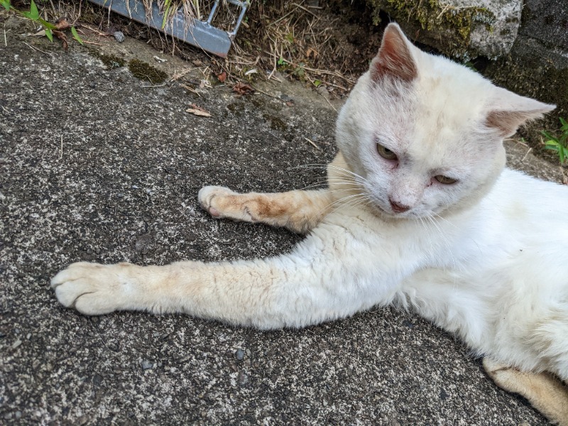 ノン子さんの白鳥温泉下湯のサ活写真