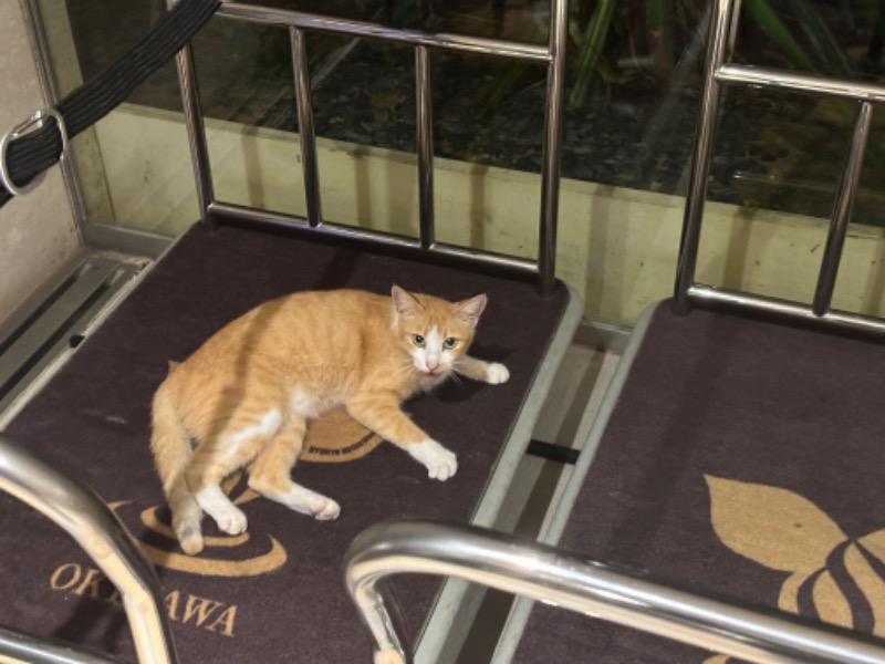 サウナで免疫上げるアラフォーしゃちょーさんの琉球温泉 龍神の湯のサ活写真