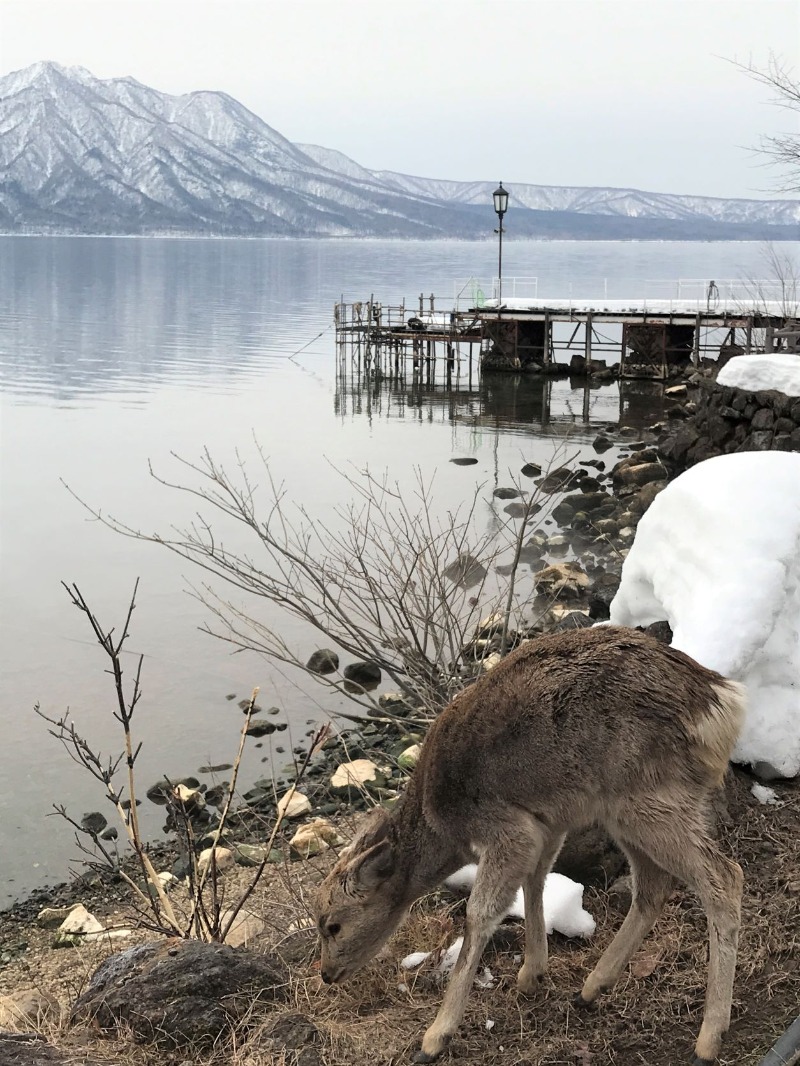 アウトドア特使さんの湖畔の宿支笏湖 丸駒温泉旅館のサ活写真