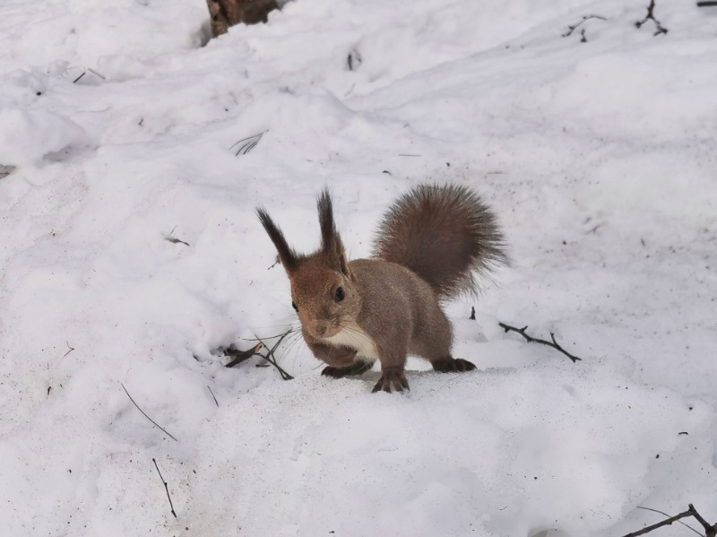 Saunazukiさんの森のスパリゾート 北海道ホテルのサ活写真