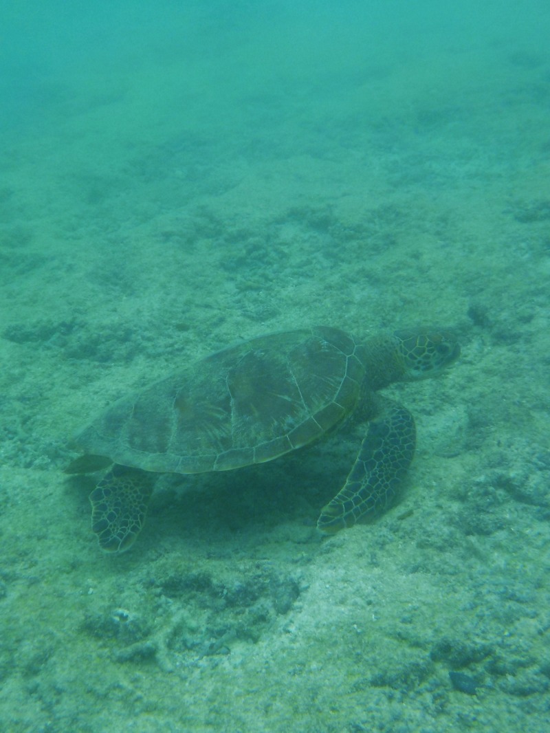 Saunazukiさんのシギラ黄金温泉のサ活写真