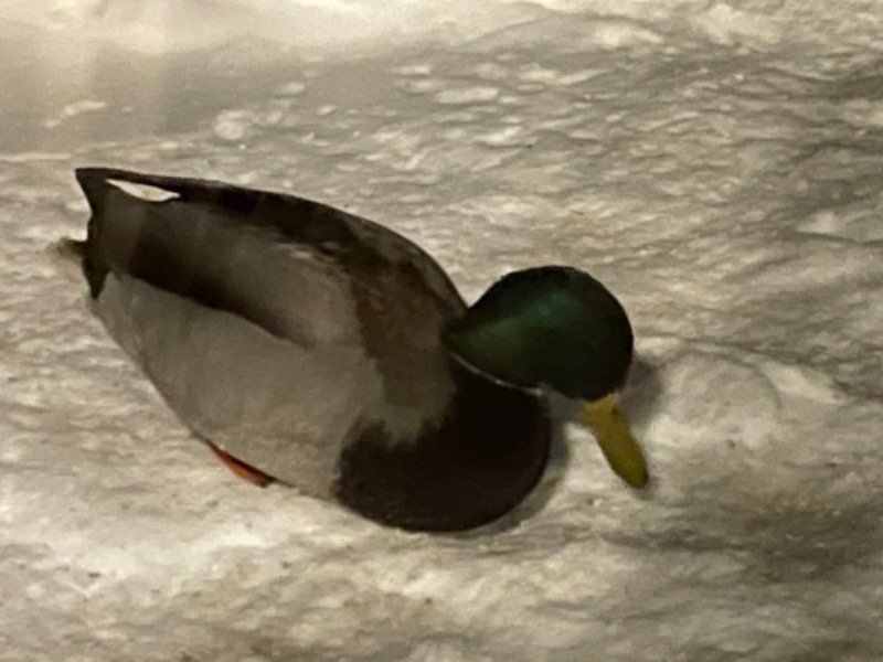 まーさんの自由ヶ丘温泉のサ活写真