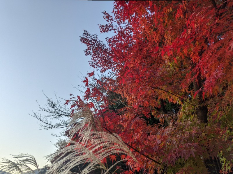 粗塩さんの谷汲温泉 満願の湯のサ活写真