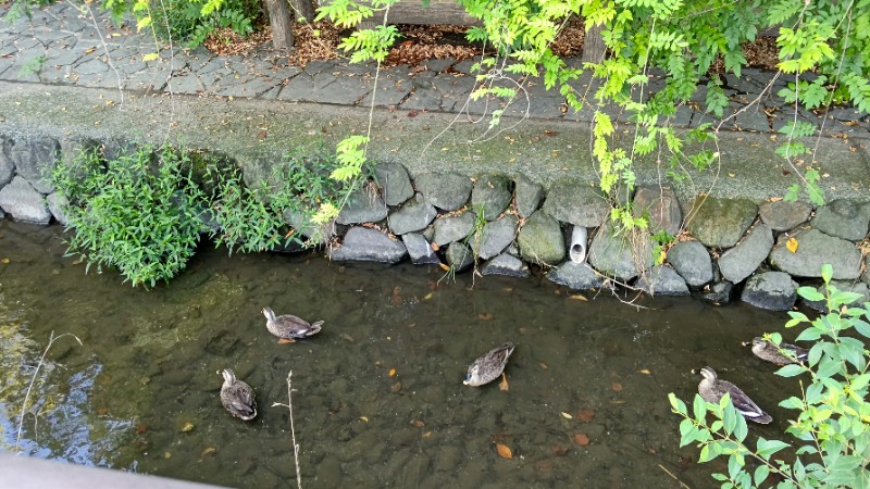 たみやさんの今井湯のサ活写真