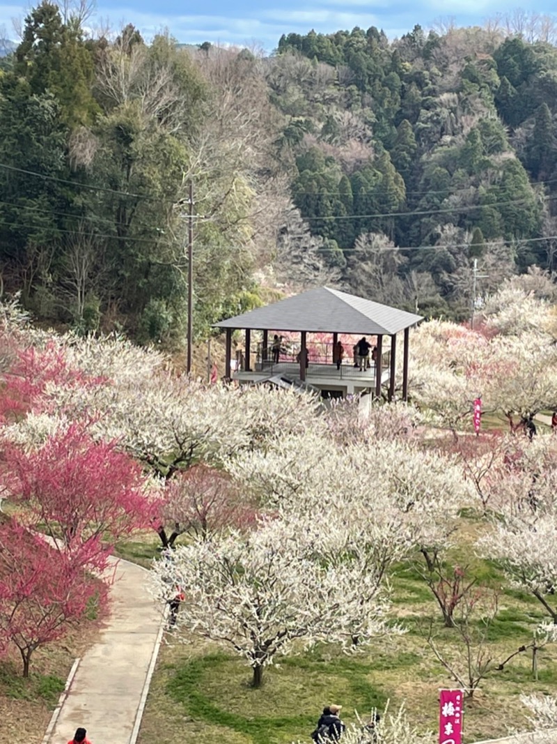 朋さんの梅の郷月ヶ瀬温泉のサ活写真