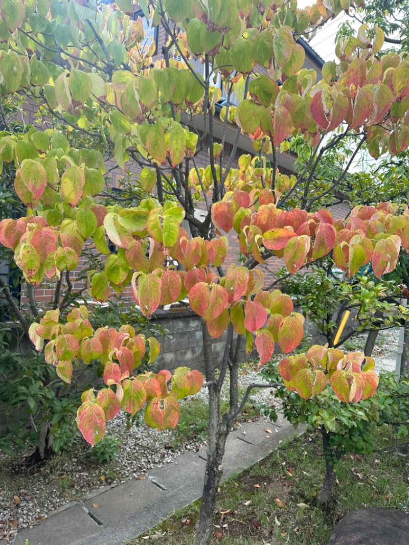 碧さんの源泉湯 燈屋のサ活写真