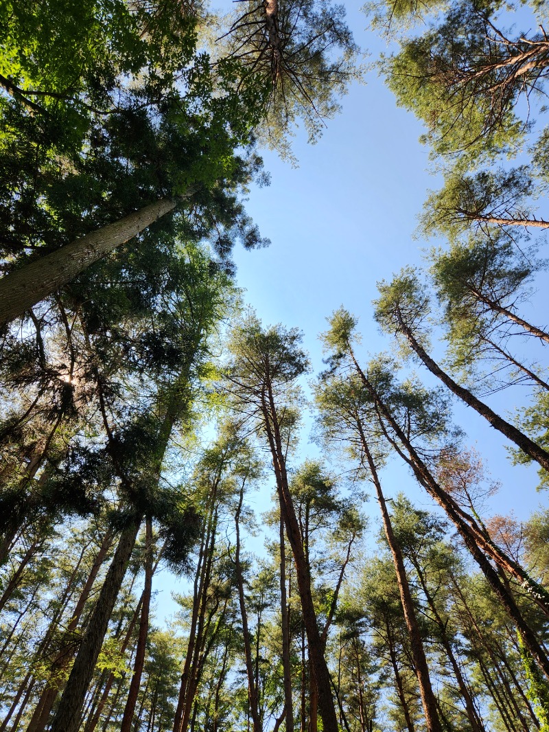 スハダクラブさんのFOLKWOOD SAUNAのサ活写真