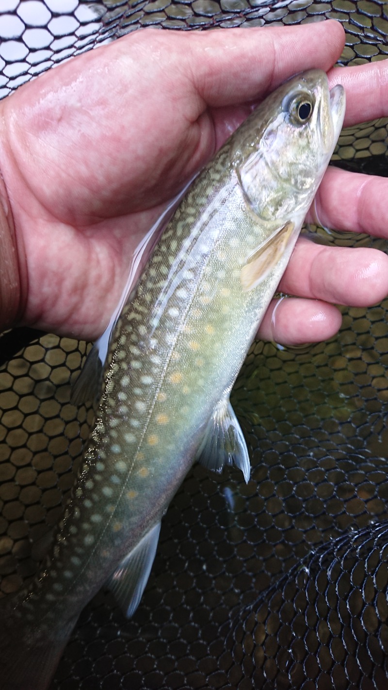 りきたんさんのごまどう 湯っ多里館のサ活写真