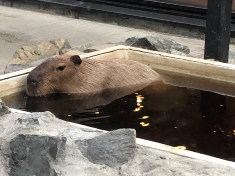 ゆきちゃんさんの石狩天然温泉 番屋の湯のサ活写真