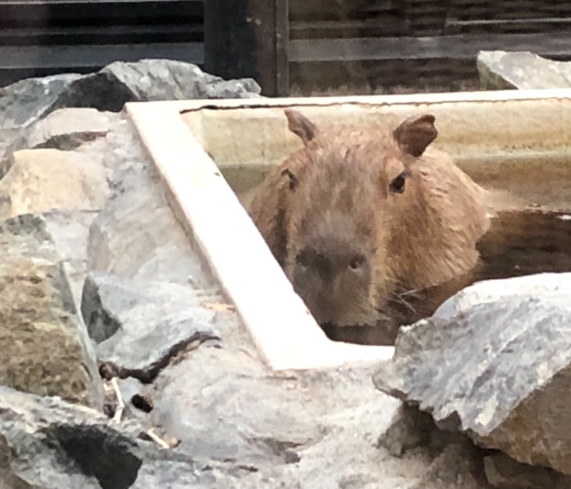 ゆきちゃんさんの石狩天然温泉 番屋の湯のサ活写真