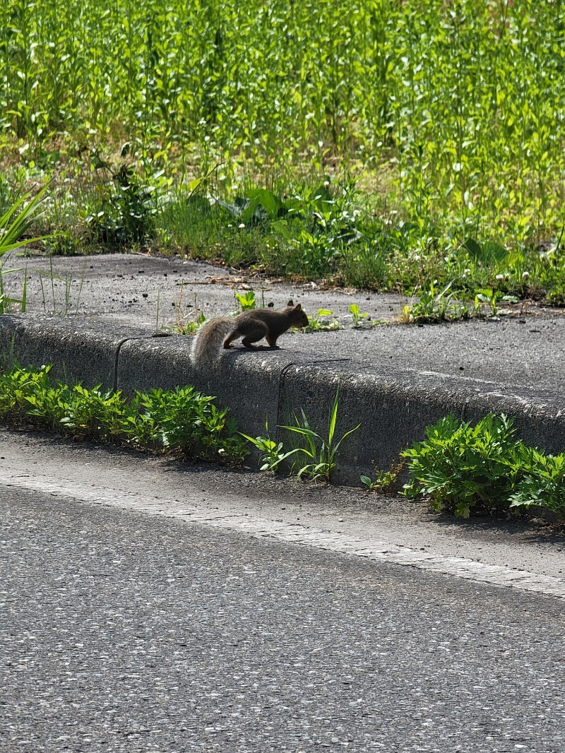 みけねこライダーさんのふれあいランド高郷のサ活写真