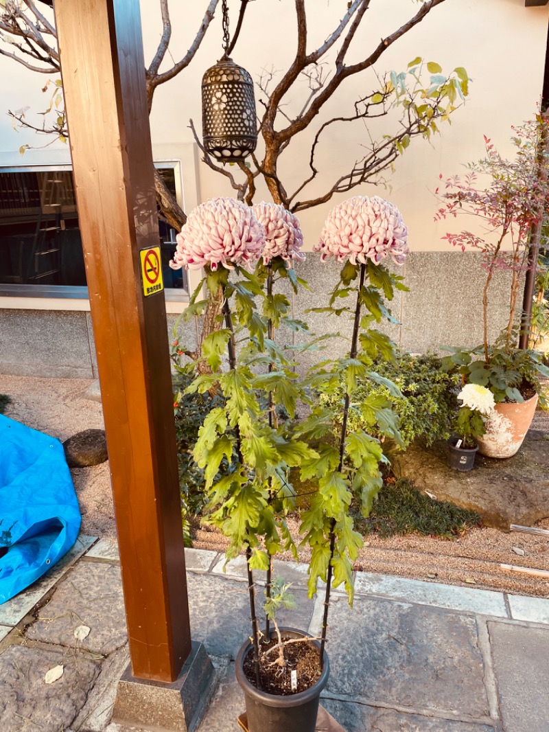 おじゅんさんの前野原温泉 さやの湯処のサ活写真