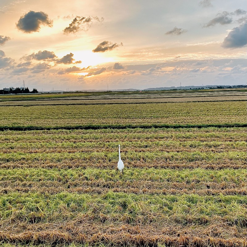 LonesomeBoysさんの庄内町ギャラリー温泉 町湯のサ活写真