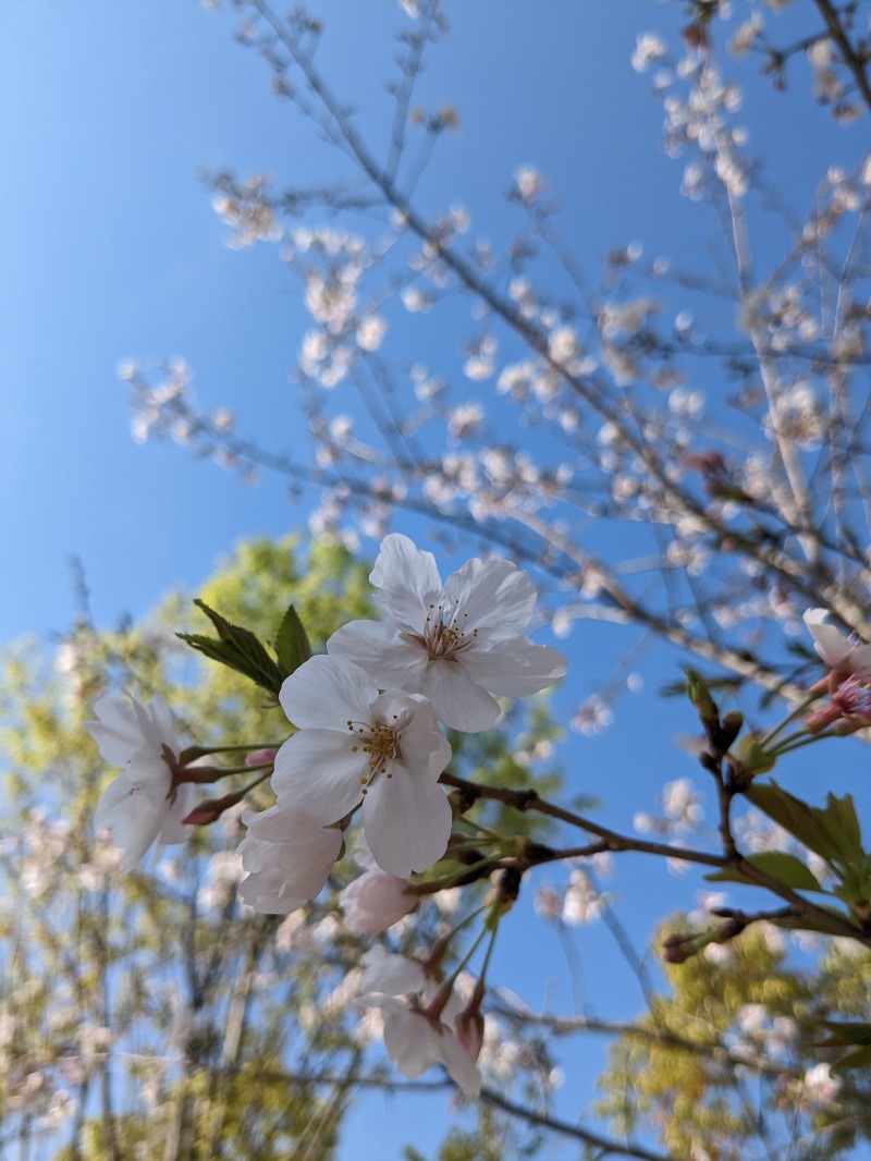 Ayurさんの佐賀の湯処 KOMOREBIのサ活写真