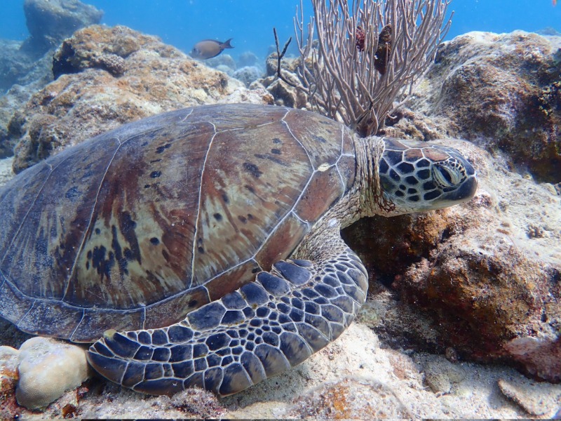 ベアクローさんのアートホテル石垣島 にいふぁい湯のサ活写真