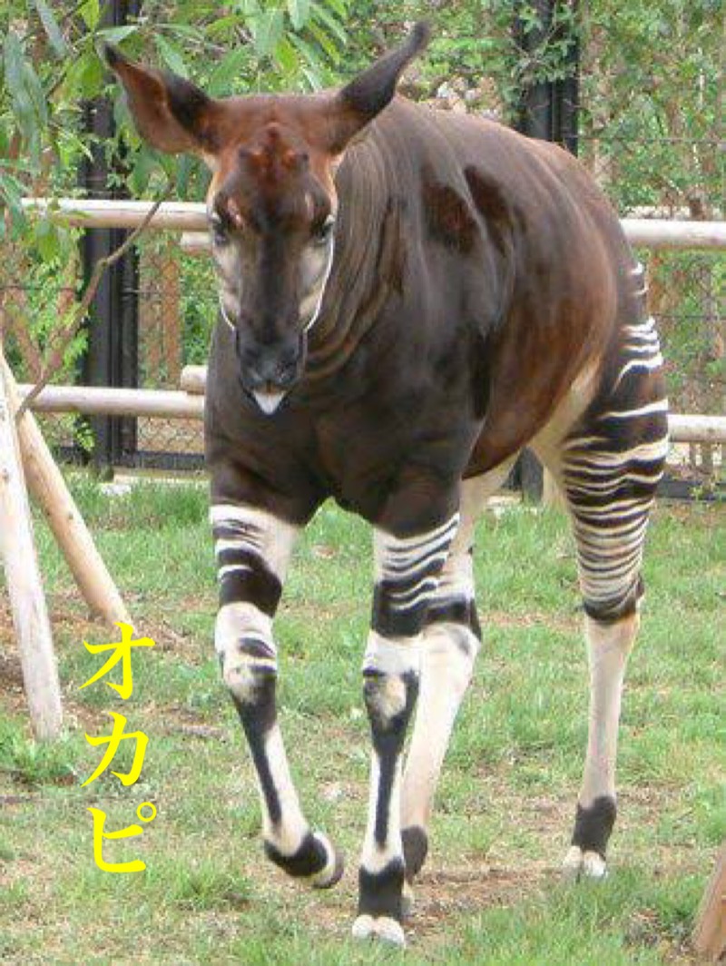 マルノウチ ベルさんの朝日湯源泉ゆいるのサ活写真