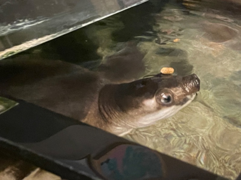 ゆっきー🐼さんの松本湯のサ活写真