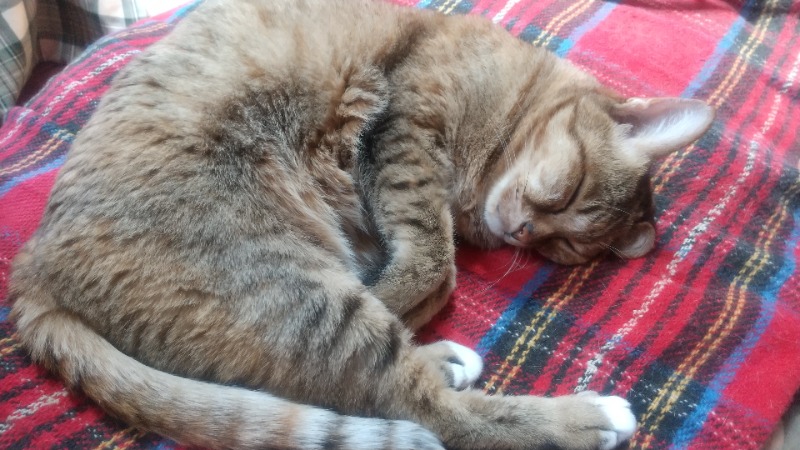 いせっち🐵轟紅不讓さんのジェクサー・ライトジム&スパ24仙台のサ活写真