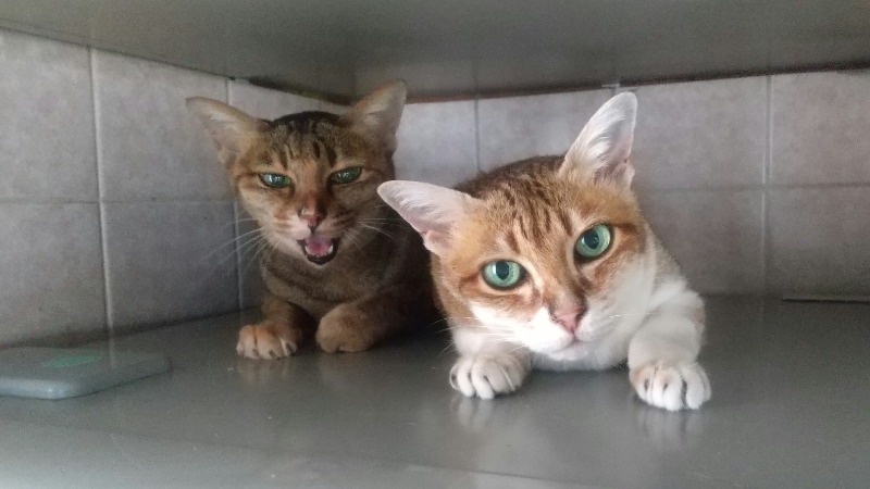 いせっち🦁霸氣稱王さんのジェクサー・ライトジム&スパ24仙台のサ活写真