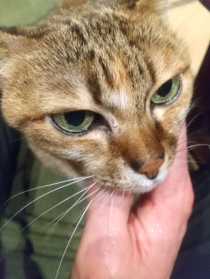 いせっち🦁霸氣稱王さんのジェクサー・ライトジム&スパ24仙台のサ活写真