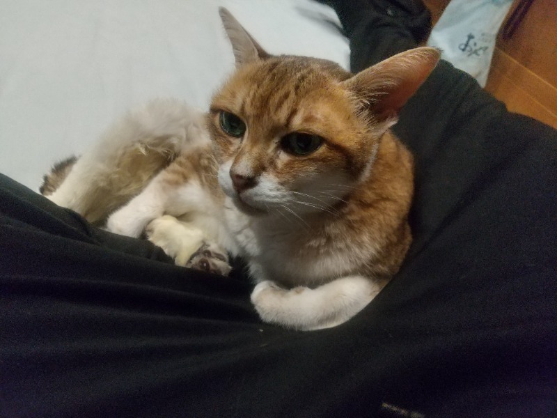 いせっち🐵轟紅不讓さんのジェクサー・ライトジム&スパ24仙台のサ活写真