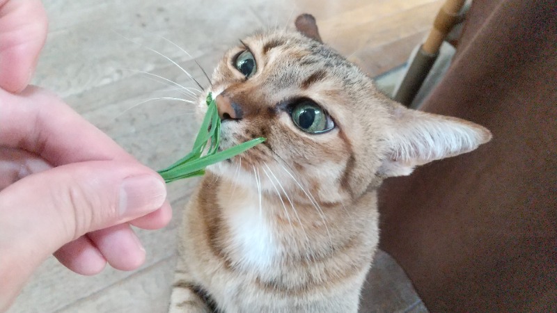 きょらねっせさんのサウナ&カプセル キュア国分町のサ活写真