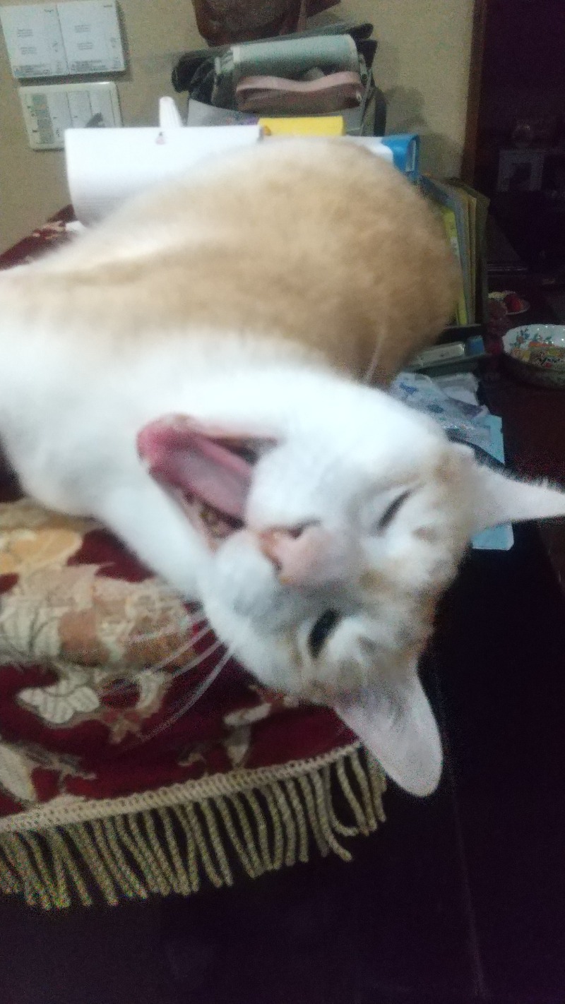 いせっち🐵轟紅不讓さんのサウナ&カプセル キュア国分町のサ活写真